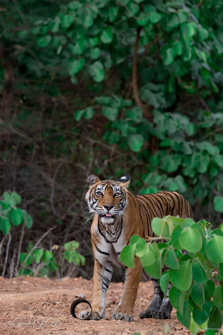 Wildlife character